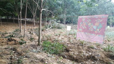 ชาวบ้านกุยบุรีแขวนผ้าป้องกัน ช้างดินพืชไร่