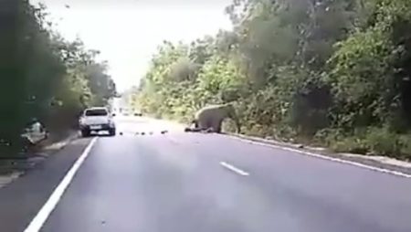ช้างถูกรถชน