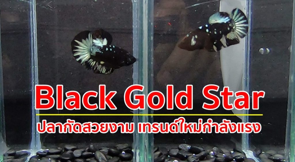 ปลากัดหนังดำ, ปลากัดback star, Black Gold Star, black copper gold star, Black Galaxy ,ปลากัดสวยงาม,