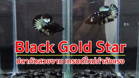 ปลากัดหนังดำ, ปลากัดback star, Black Gold Star, black copper gold star, Black Galaxy ,ปลากัดสวยงาม,