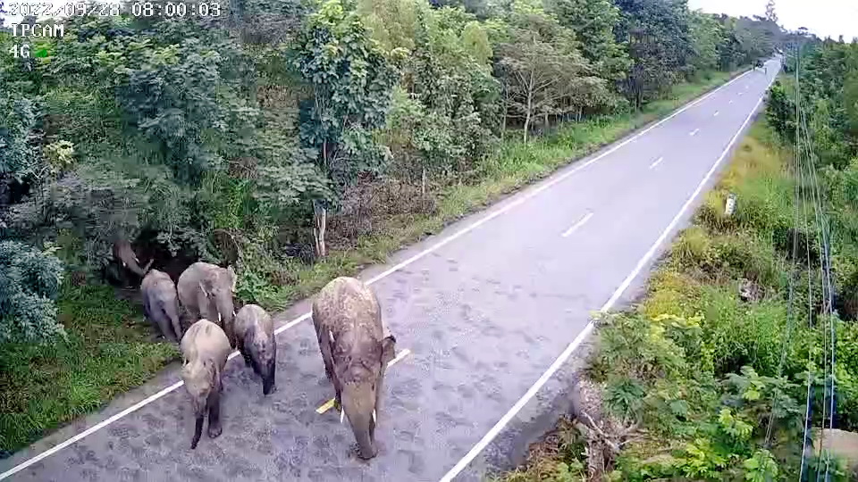 ช้างเพศผู้คุมเชิงอยู่ที่ด้านท้าย