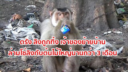 ลิงถูกทิ้ง,ทรมานสัตว์,ทารุณสัตว์,หมู่บ้านไทยสมุทรตรัง, ข่าวลิง ตรัง,